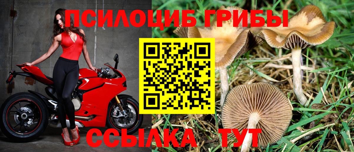 Галлюциногенные грибы Psilocybe Братск